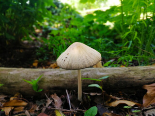Pilz im Wald