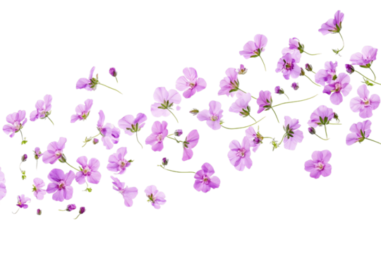 flowers isolated on transparent background