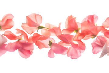 Obraz premium Beautiful pink orchid blossom isolated on transparent background