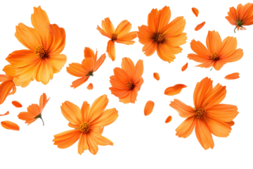 orange flower isolated on transparent background