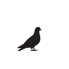 Obraz premium Pigeon bird silhouette. Pigeon logo, icon. Pigeon vector design isolated on white background.