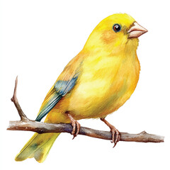 cute Canary Bird watercolor clipart illustration isolated