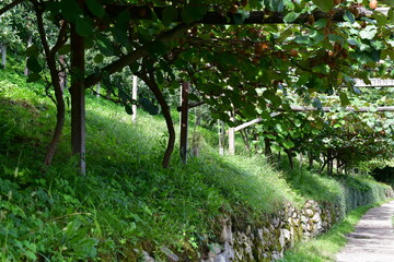 Ein Wanderweg mit Kiwi kurz vor der Ernte