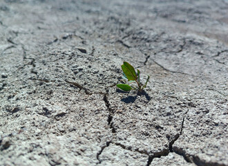 drought. a small plant on drought-cracked soil.