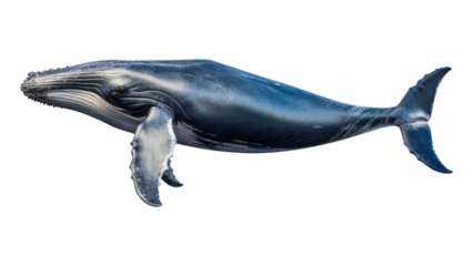 PNG Blue whale animal mammal fish.