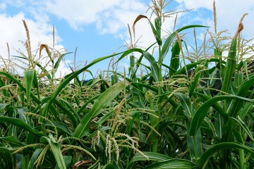 Obraz premium 옥수수꽃 가득