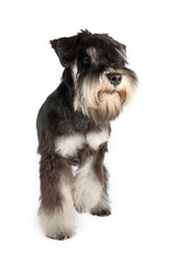 miniature schnauzer puppy isolated on white 