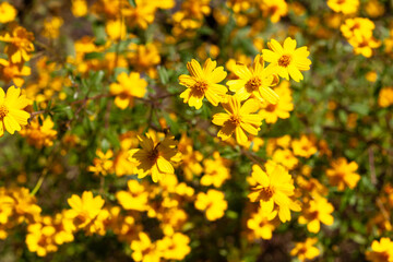 レモンマリーゴールド