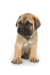 bullmastiff puppy isolated on white background 
