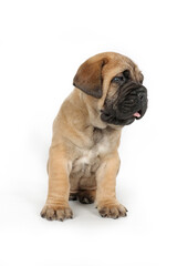 Obraz premium bullmastiff puppy isolated on white background 