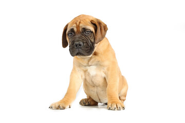 bullmastiff puppy isolated on white background 