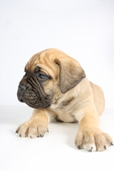 Obraz premium bullmastiff puppy isolated on white background 