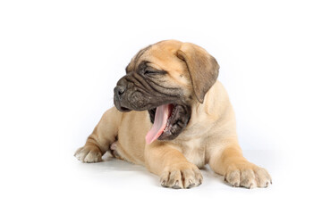 bullmastiff puppy isolated on white background 
