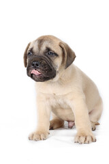 Obraz premium bullmastiff puppy isolated on white background 