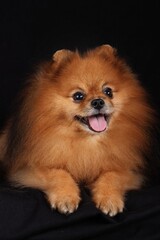 Obraz premium Pomeranian spitz on black background 