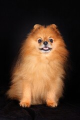 Obraz premium Pomeranian spitz on black background 