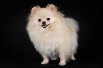 white pomeranian on black background 