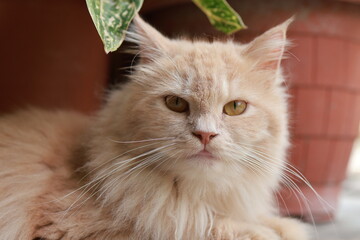 A  close-up of a serene cream colored cat with captivating amber eyes.