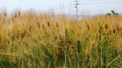 보리가 익어가는 계절