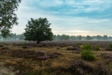 Morgenstimmung in der Göbelner Heide/ Oberlausitz 6
