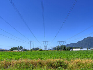 High voltage power lines going over farmer's corn field in Fraser valley