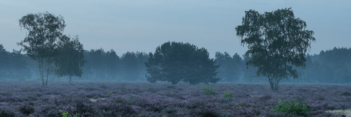Morgenstimmung in der Göbelner Heide/ Oberlausitz 4