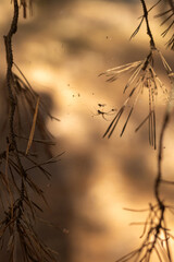 autumn forest with colorful leaves