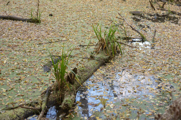 autumn forest with colorful leaves