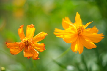 orange flower