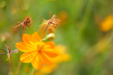 orange flower in the garden