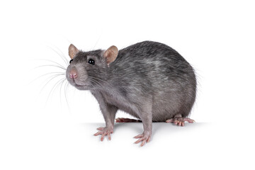 Sweet blue adult female tame rat, standing side ways, looking straight ahead beside camera. Isolated on a white background.