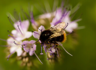 bumblebee on phacelia flowers collects nectar, macro