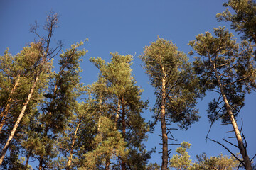 autumn leaves on a branch in the forest