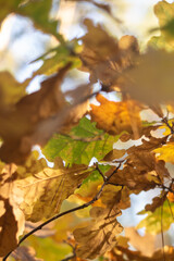 autumn leaves on a branch in the forest.