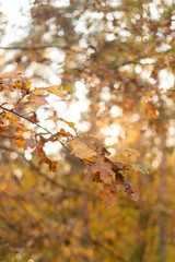 autumn leaves on a branch in the forest.