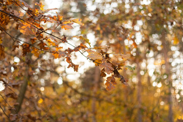 autumn leaves on a branch in the forest.