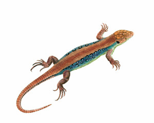 Naklejka premium Lizard Illustration. Digital watercolor of reptiles, isolated on a white background.