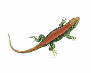 Lizard Illustration. Digital watercolor of reptiles, isolated on a white background.