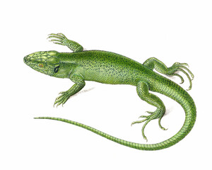 Lizard Illustration. Digital watercolor of reptiles, isolated on a white background.