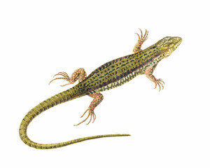 Lizard Illustration. Digital watercolor of reptiles, isolated on a white background.