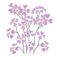 Ricotia lunaria. Wild flowers. Vector color illustration.