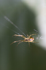 Spider (Araneus diadematus) caught in its web