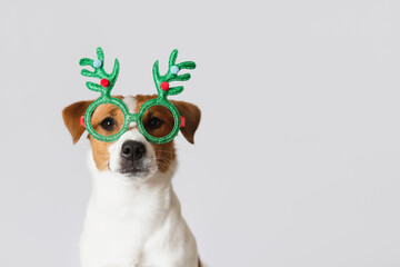 Cute Jack Russell Terrier dog wearing green reindeer horns glasses on white background. Christmas...