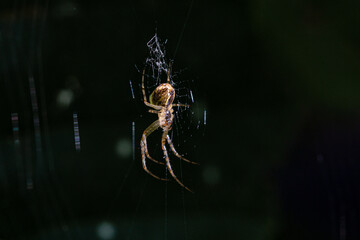 Spider (Araneus diadematus) caught in its web
