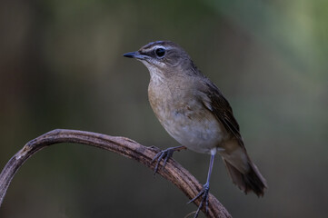 Siberian Rubythroat on the branch animal portrait.