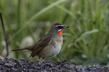 Siberian Rubythroat on the branch animal portrait.
