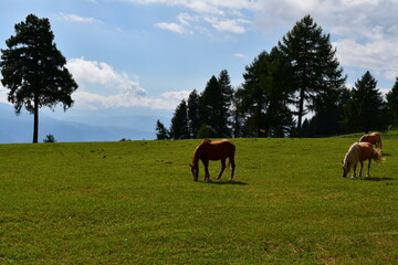 Pferde auf der Weide auf dem Salten in Südtirol 