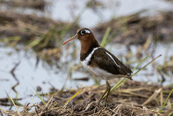 Greater painted-snipe Pair and build nests during the rainy season. Pongvids are often found in swamps in Africa, South Asia, and Southeast Asia.
