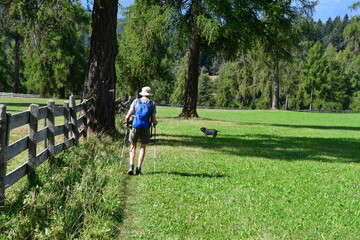 Mann und sein Lagotto Romagnolo Hund wandern auf dem Salten in Südtirol 