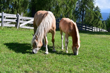 Haflinger Pferde auf dem Salten in Südtirol 